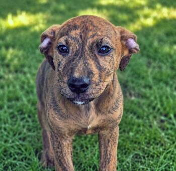 Acorn (AO36807) -  Boxer Dog for Adoption in Kansas City, Kansas - Acorn (AO36807) | PetCurious