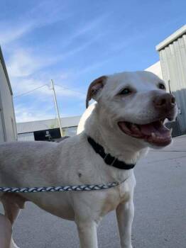 Glen -  Terrier Dog Available for Adoption in Fremont, Nebraska - Glen | PetCurious