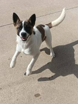 Juniper -  Akita Dog for Adoption in Aurora, Illinois - Juniper | PetCurious