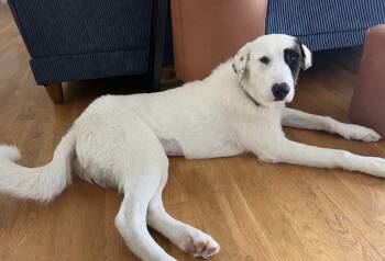 Great Pyrenees and Anatolian Shepherd Dogs Available for Adoption in Mokena, Illinois - Daisy Mae | PetCurious