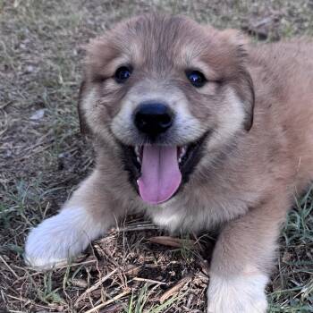 Bubba Sunshine -  Great Pyrenees and American Bully Dog for Adoption in Pine Mountain Club, California - Bubba Sunshine | PetCurious
