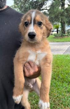 Badger -  Retriever and Labrador Retriever Dog for Adoption in Houston, Texas - Badger | PetCurious