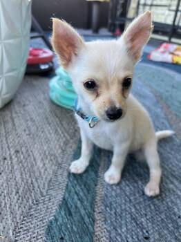 Chis Stick -  Chihuahua Dog for Adoption in Lakeland, Florida - Chis Stick | PetCurious