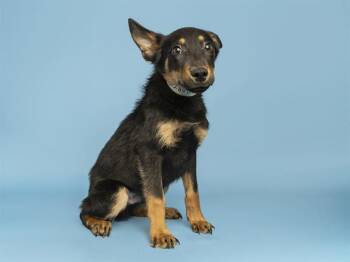 KEVIN -  German Shepherd Dog Dog for Adoption in Phoenix, Arizona - KEVIN | PetCurious