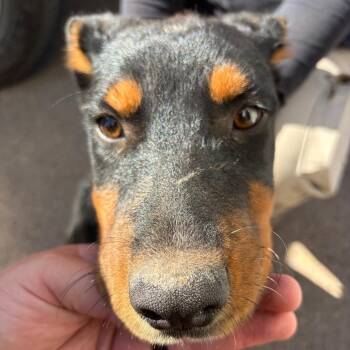 Oakley -  Black Labrador Retriever and Rottweiler Dog for Adoption in Bernalillo, New Mexico - Oakley | PetCurious
