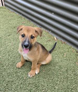Jackson -  German Shepherd Dog and Labrador Retriever Dog for Adoption in Apache Junction, Arizona - Jackson | PetCurious