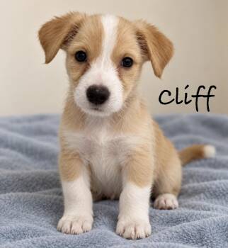 Cliff -  Terrier Dog for Adoption in Pawleys Island, South Carolina - Cliff | PetCurious