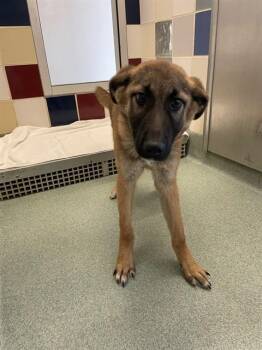 German Shepherd Dog Dogs Available for Adoption - Jasper A216182 | PetCurious