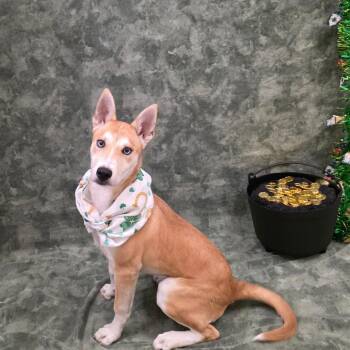 Husky Dogs Available for Adoption in Chatham, Virginia - Polarite | PetCurious