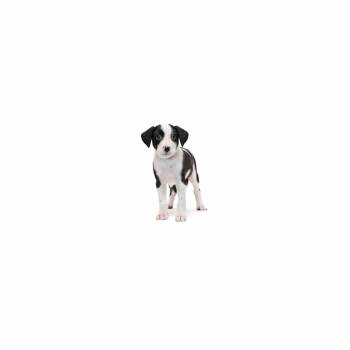 Lisandro Martinez -  Border Collie and Mixed Breed Dog for Adoption in Los Angeles, California - Lisandro Martinez | PetCurious