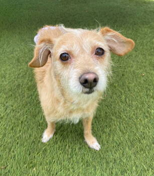 Rescue Terrier Dogs for Adoption in La Verne, California - Maude | PetCurious