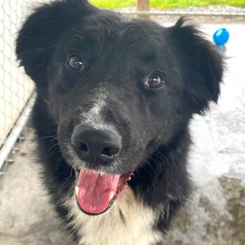 Jett -  Border Collie Dog Available for Adoption in Edinburg, Virginia - Jett | PetCurious