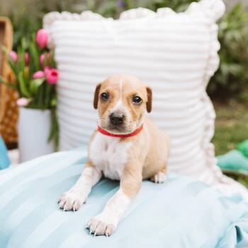 Pointer and Labrador Retriever Dogs Available for Adoption in Oak Ridge North, Texas - Howdy | PetCurious