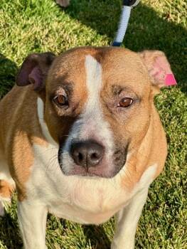 Rescue Pit Bull Terrier and Beagle Dogs for Adoption in Yakima, Washington - China | PetCurious