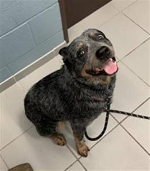 Australian Cattle Dog Blue Heeler and Mixed Breed Dogs Available for Adoption - BEETLE | PetCurious