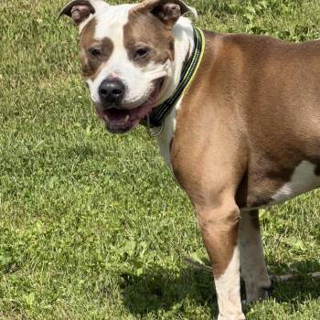 Rico -  Pit Bull Terrier Dog for Adoption in Marshalltown, Iowa - Rico | PetCurious