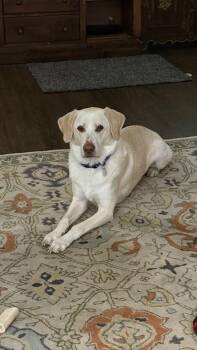 Labrador Retriever Dogs Available for Adoption in Warrington, Pennsylvania - Dex #3574 | PetCurious