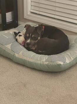 Rescue Mixed Breed Dogs for Adoption in Chamblee, Georgia - Lovey Dovey- IN FOSTER | PetCurious