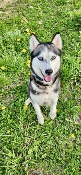 Siberian Husky Dogs Available for Adoption in Burnaby, British Columbia - Athena | PetCurious