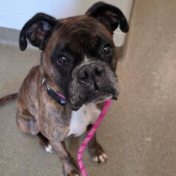 Boxer Dogs Available for Adoption in Council Bluffs, Iowa - Cleatus | PetCurious