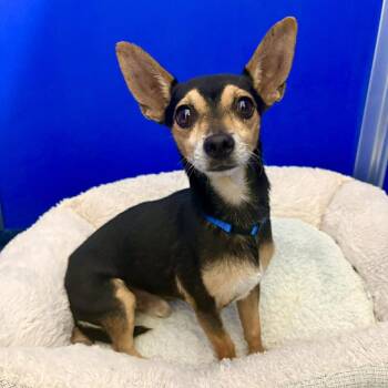 Daffy -  Mixed Breed Dog for Adoption in Las Cruces, New Mexico - Daffy | PetCurious
