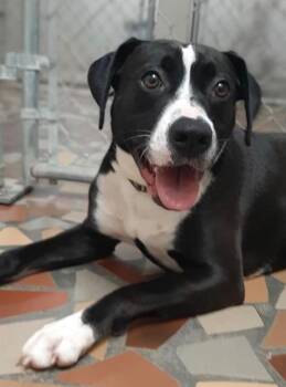 Rescue Labrador Retriever Dogs for Adoption in Newnan, Georgia - Ariel | PetCurious