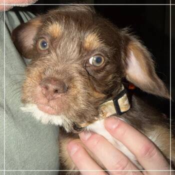 Maltese and Mixed Breed Dogs Available for Adoption - Coco | PetCurious