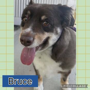 Australian Cattle Dog Blue Heeler Dogs Available for Adoption - Bruce  | PetCurious