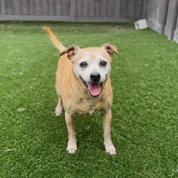 Murphy 1119 -  Chihuahua and Mixed Breed Dog Available for Adoption in Loxahatchee Groves, Florida - Murphy 1119 | PetCurious