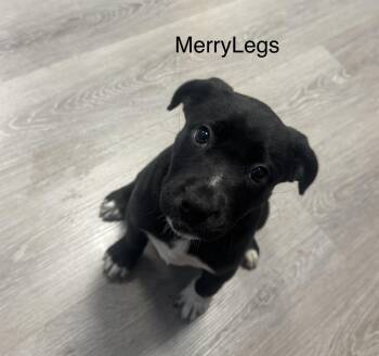 Merry Legs -  Hound Dog for Adoption in Ulster, Pennsylvania - Merry Legs | PetCurious