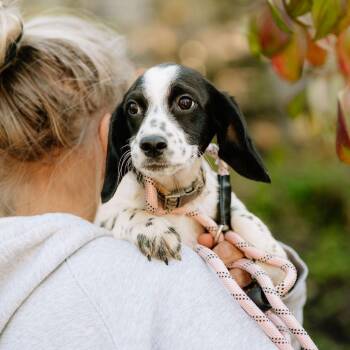 Spirit -  Cockapoo and Beagle Dog for Adoption in Chester Springs, Pennsylvania - Spirit | PetCurious