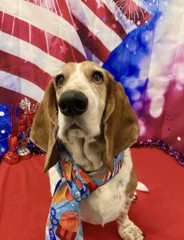 Basset Hound Dogs Available for Adoption - Jaxx | PetCurious