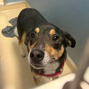 Mixed Breed Dogs Available for Adoption in Philadelphia, Pennsylvania - Luna | PetCurious