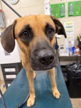 Edgar -  Mixed Breed Dog for Adoption in Mobile, Alabama - Edgar | PetCurious