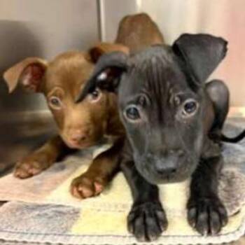 Kevin -  Mixed Breed Dog for Adoption in Wilmington, Delaware - Kevin | PetCurious