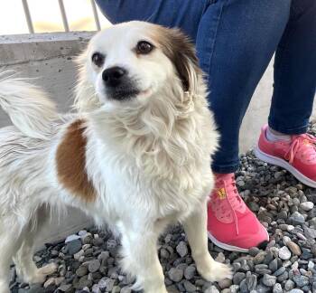 English Toy Spaniel and German Spitz Dogs Available for Adoption in Erin, Ontario - Shania | PetCurious