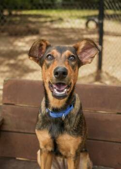 Hennessy 63788 -  Shepherd and Mixed Breed Dog for Adoption in Aiken, South Carolina - Hennessy 63788 | PetCurious