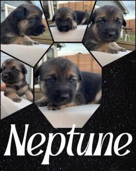 Beagle and Foxhound Dogs Available for Adoption - Neptune | PetCurious