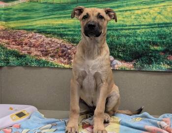 Shepherd Dogs Available for Adoption in San Marcos, California - SAVE ME PLEASE! Tavern #A549809 | PetCurious