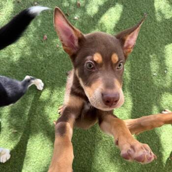 Meeko 0953 -  German Shepherd Dog and Siberian Husky Dog for Adoption in Loxahatchee Groves, Florida - Meeko 0953 | PetCurious