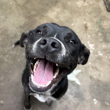 Rescue Retriever Dogs for Adoption in Cleveland, Mississippi - Ducky | PetCurious