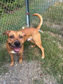 Dozer -  Labrador Retriever and Mastiff Dog for Adoption in Lunenburg, Vermont - Dozer | PetCurious