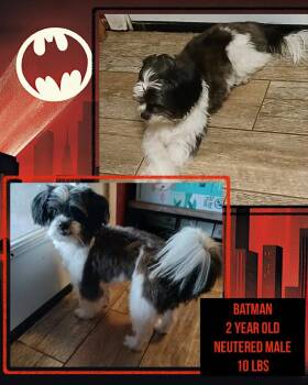 Shih Tzu and Mixed Breed Dogs Available for Adoption in West Milwaukee, Wisconsin - Batman $500 | PetCurious