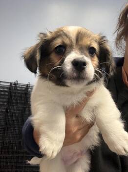 Corgi and Terrier Dogs Available for Adoption in Gilberts, Illinois - Iggy | PetCurious