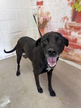 Pit Bull Terrier Dogs Available for Adoption in San Bernardino, California - BUBBLES | PetCurious