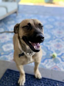 CARMELLA -  Shepherd Dog for Adoption in Broomfield, Colorado - CARMELLA | PetCurious