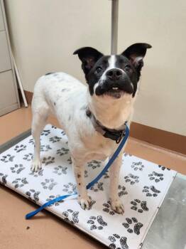 Goofy -  Australian Cattle Dog Blue Heeler Dog for Adoption in Kennewick, Washington - Goofy | PetCurious