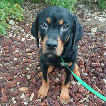 Faith -  Rottweiler and Retriever Dog for Adoption in Thompson Falls, Montana - Faith | PetCurious