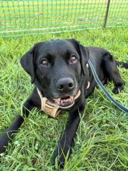 States 3810 -  Labrador Retriever Dog for Adoption in Warrington, Pennsylvania - States 3810 | PetCurious