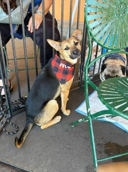 Rescue Mixed Breed and Shepherd Dogs for Adoption in Glen Rock, New Jersey - Renata | PetCurious